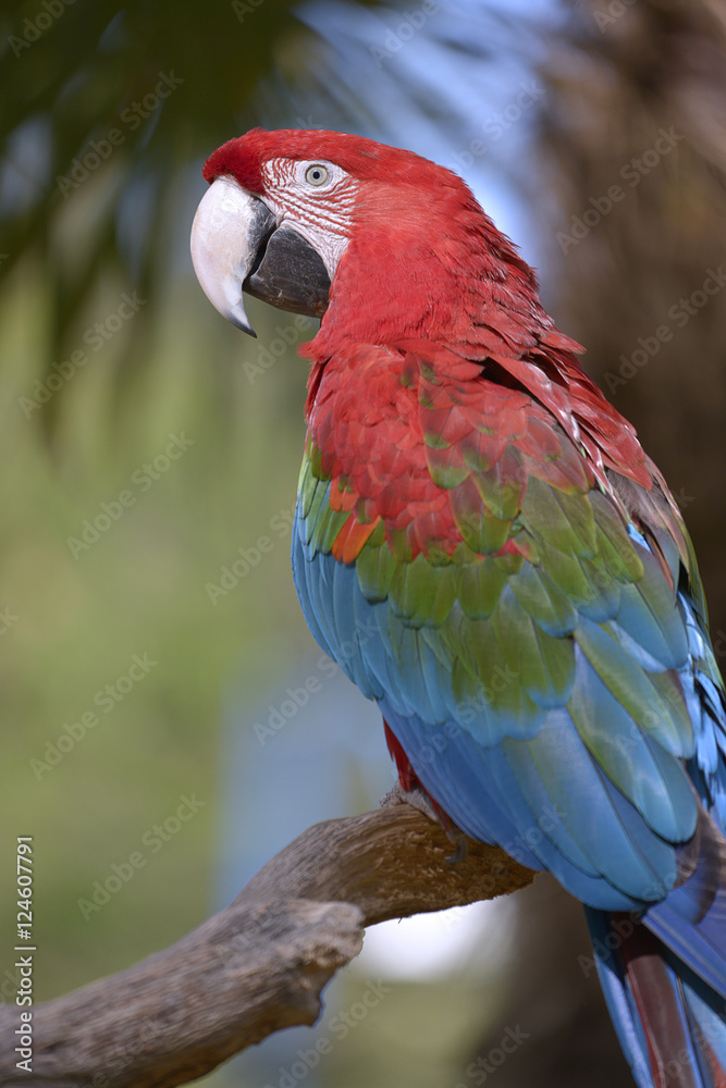 Profile portrait green-winged macaw (Ara chloroptera) perched on branch
