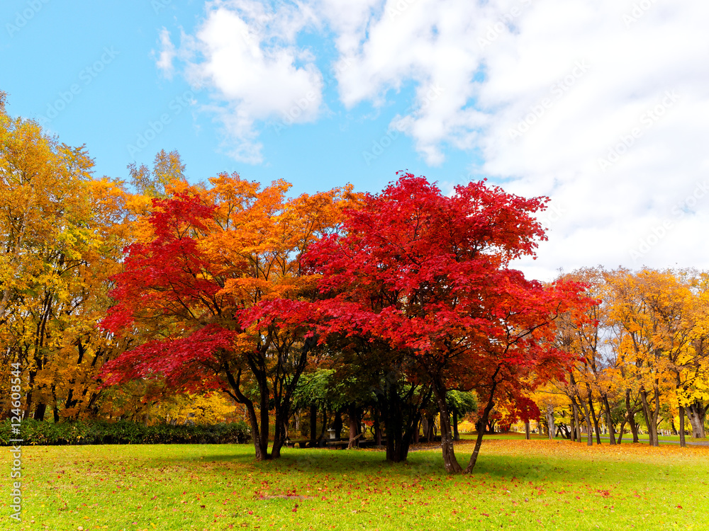 Naklejka premium 広葉樹
