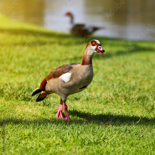 Egyptian Goose standing in green grass