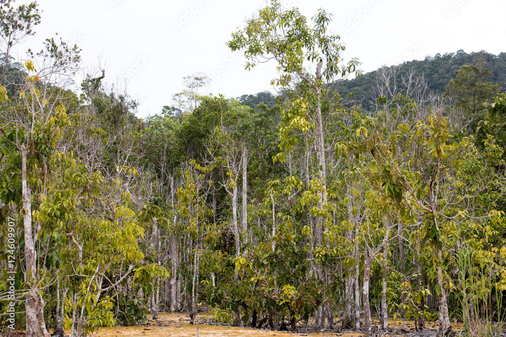 Fototapeta premium colorful of big tree,treetop view of tree,sky and treetop,copy space ,big tree from natural.