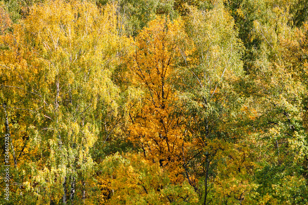 yellow and green trees in forest in autumn day