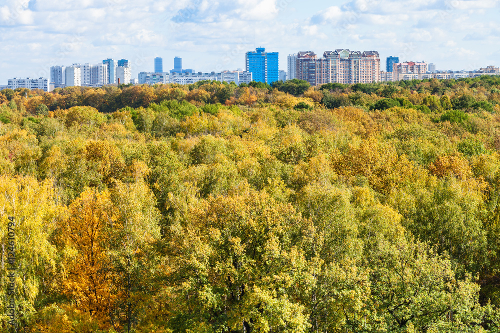 trees in forest and city on horizon in autumn day