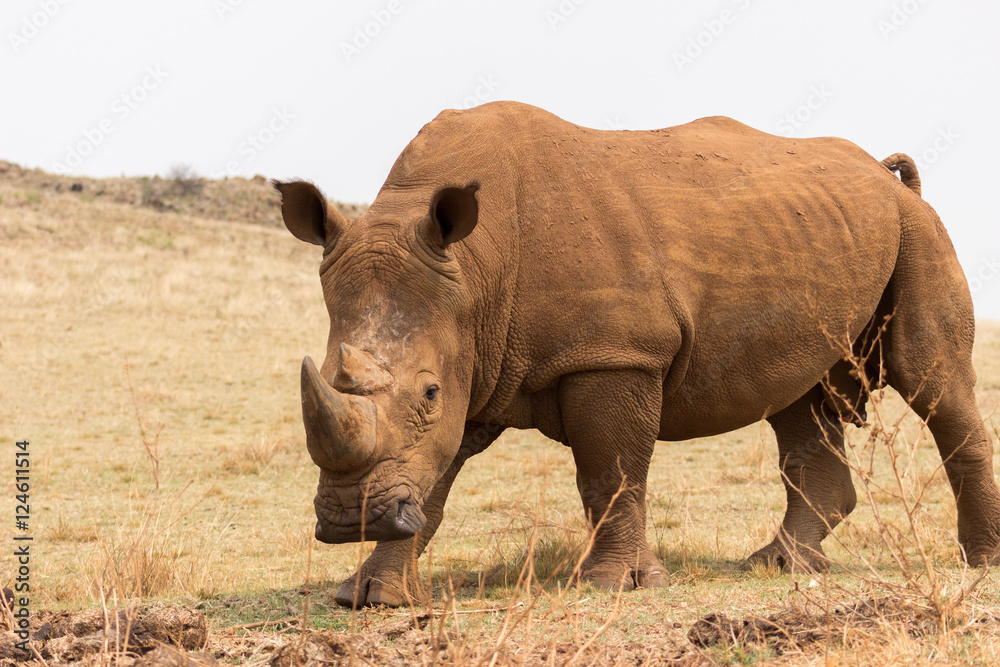Obraz premium White rhinoceros (Ceratotherium simum)