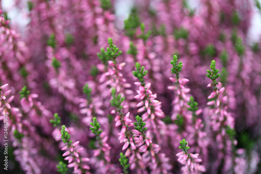 Blumen Pflanzen Herbst Winter