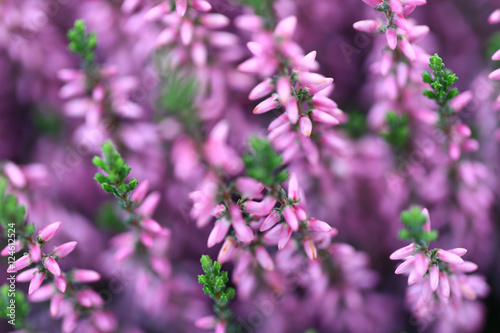 Fototapeta Naklejka Na Ścianę i Meble -  Blumen Pflanzen Herbst Winter