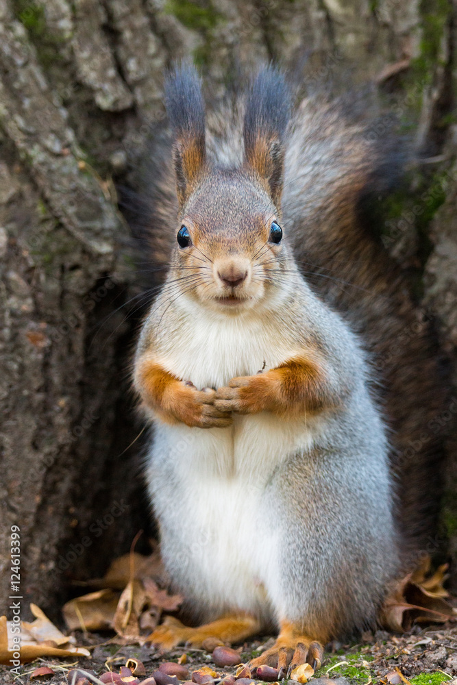 squirrel on a tree squirrel on a tree