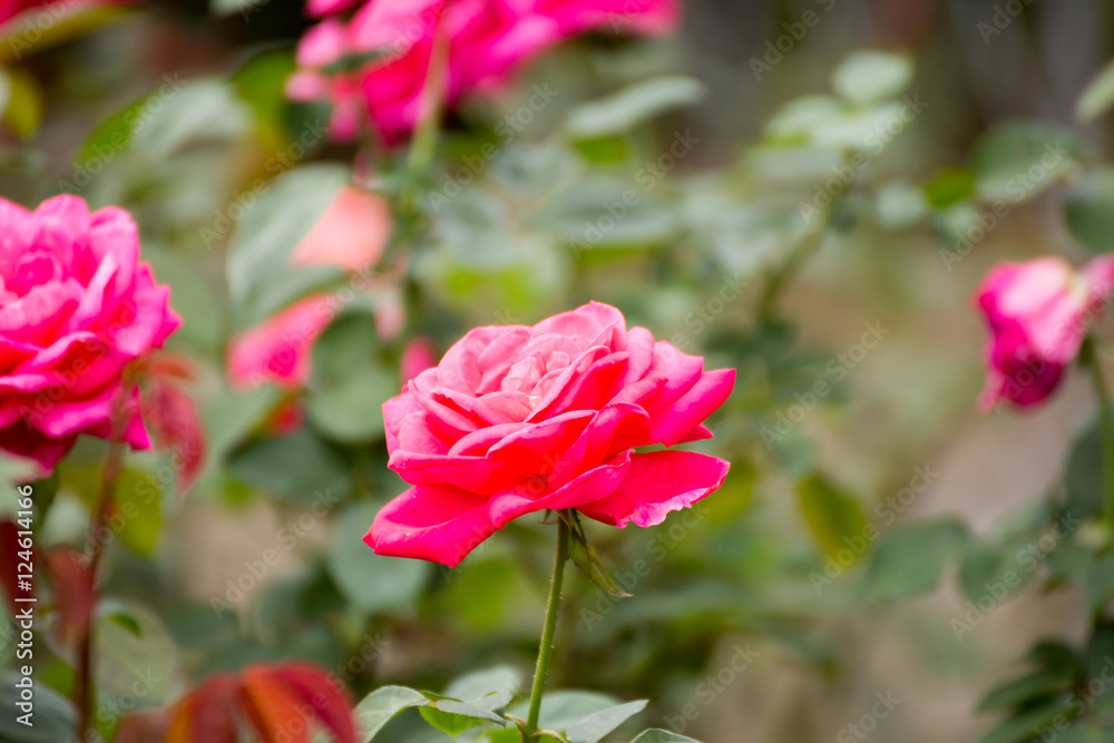 rose rose