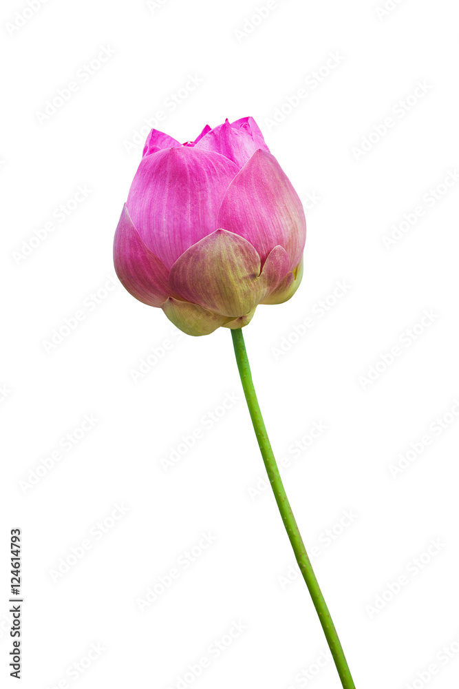 Fototapeta premium Pink water lily flower (lotus) and white background