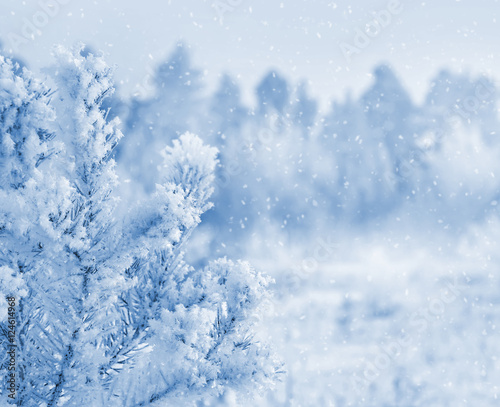 Bright winter landscape with snow-covered pine trees © Leonid Ikan