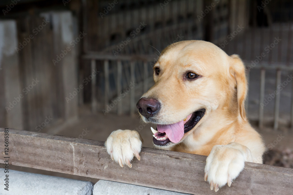 Brown dog stood and wait over the cage Brown dog stood and wait over the cage