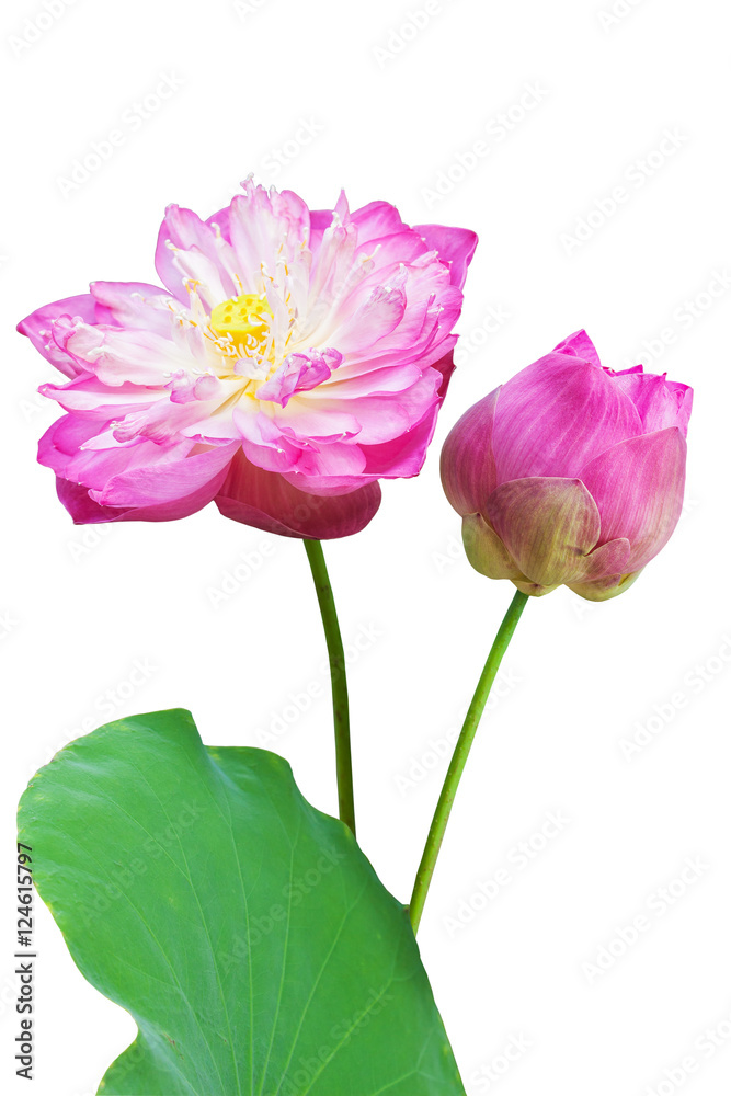 Pink water lily flower (lotus) and white background Pink water lily flower (lotus) and white background