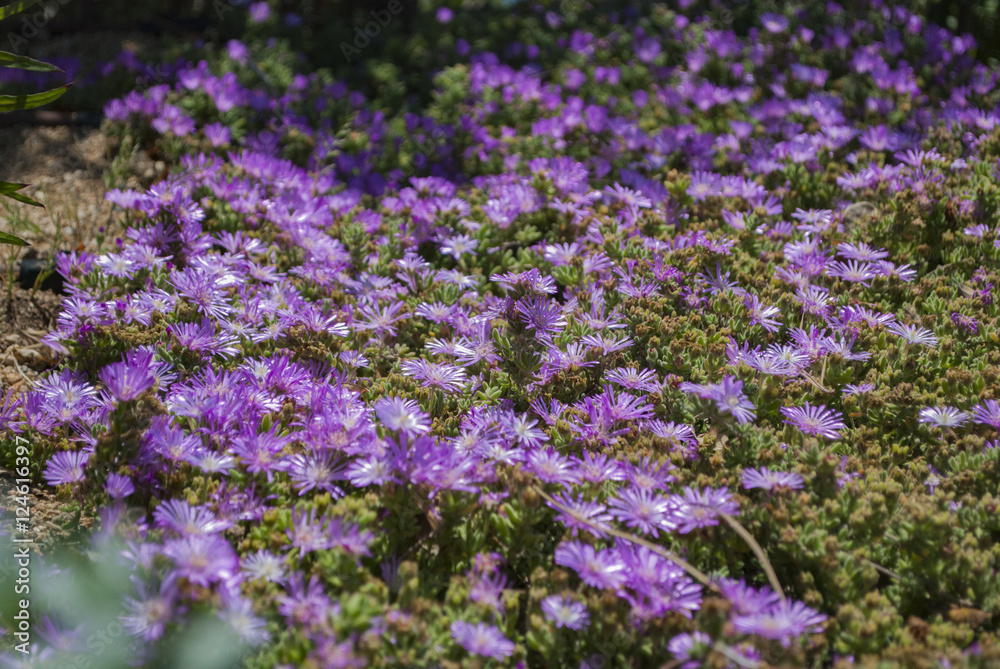 Grupo de flores lilas