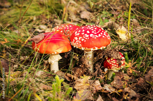Red poisonous mushrooms, fly agaric or amanita muscaria
