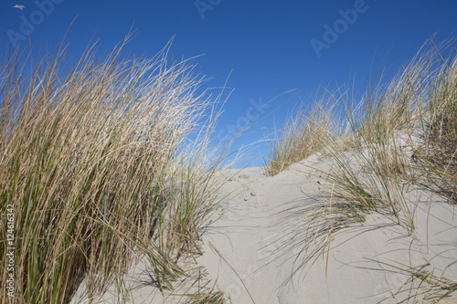 Dune wit marram grass. dunes holland Northsea coast. photo