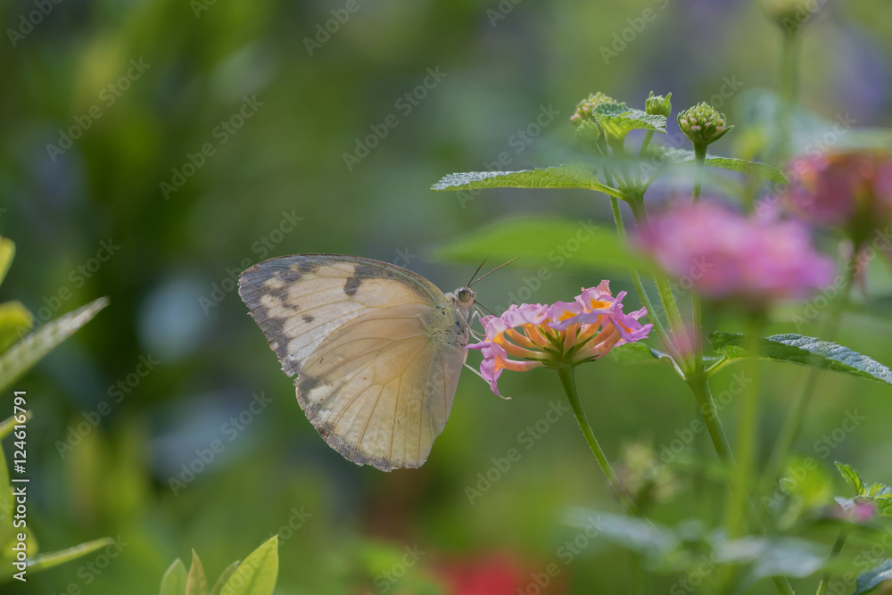 Butterfly on flower. Butterfly on flower.