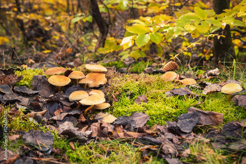 Autumn forest after rain with inedible mushrooms