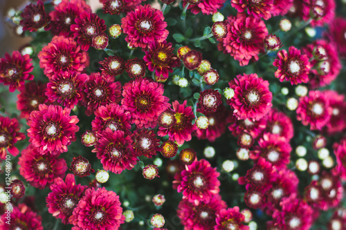 Red Chrysanthemums photo