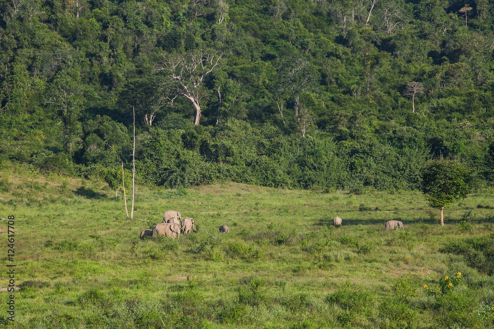 Fototapeta premium Thai elephant animal in nature at forest