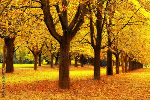 Kastanienbaum Allee im Herbst