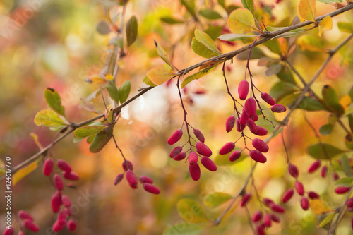 Branch of barberry with small ripe red berries close-up on a beautiful bright blurry background