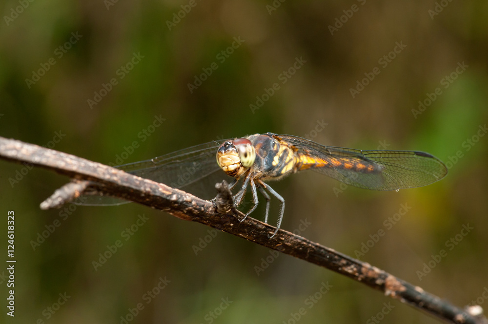 Seaside Dragonlet Dragonfly (Erythrodiplax berenice) on a twig, Seaside Dragonlet Dragonfly (Erythrodiplax berenice) on a twig,
