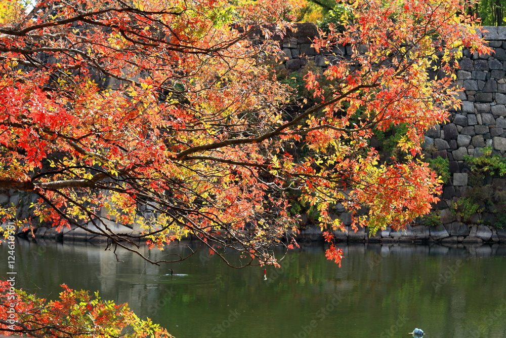 大阪城公園の秋