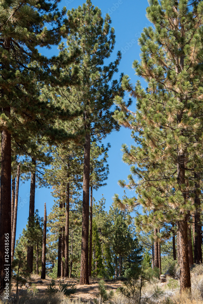 Views from Mount Pinos, California