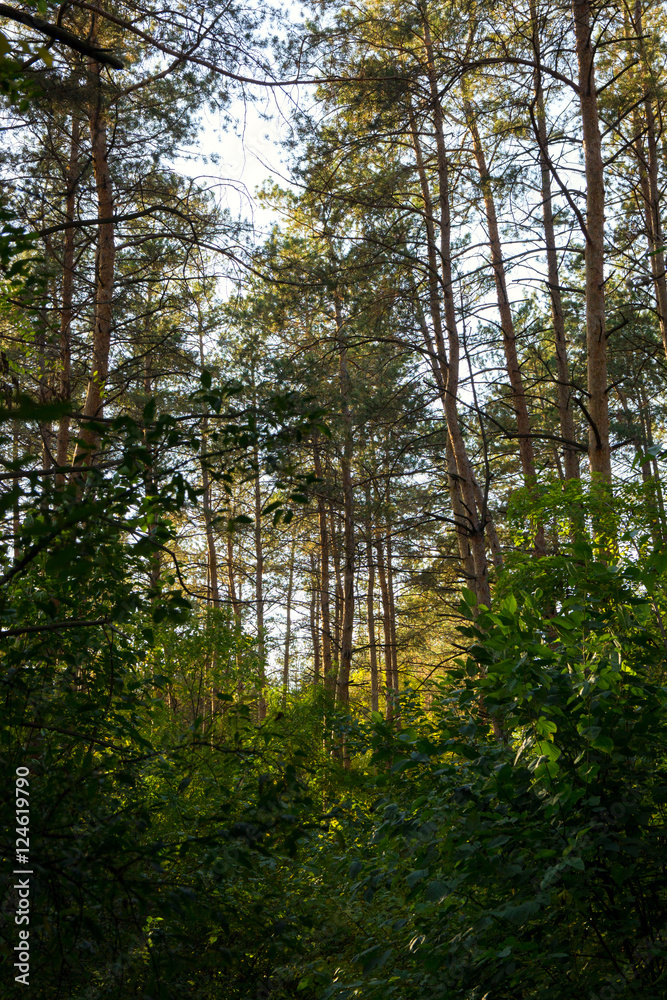 Obraz premium background autumn in the forest
