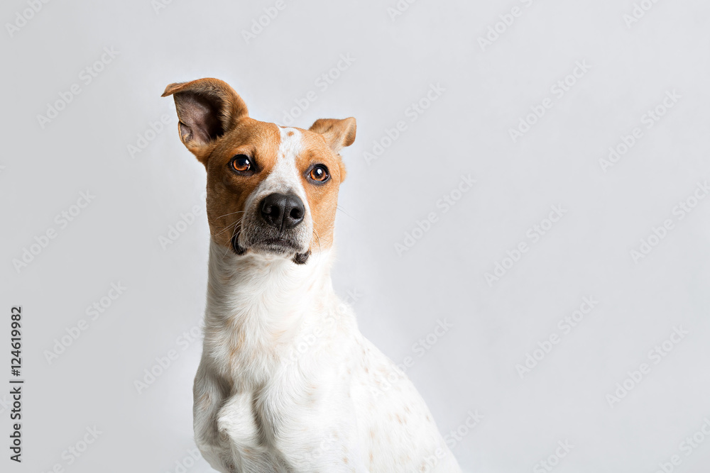 portrait of a dog portrait of a dog