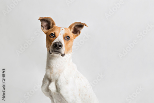 Dog portrait © AnnaFotyma