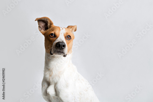 portrait of a dog © AnnaFotyma