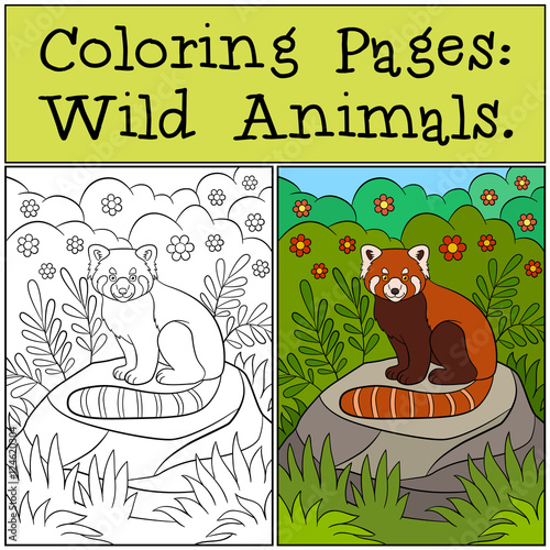 Fototapeta Naklejka Na Ścianę i Meble -  color_example_wild animals_red panda01