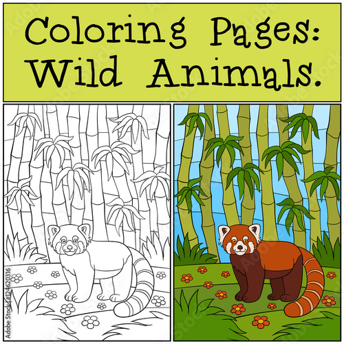 Fototapeta Naklejka Na Ścianę i Meble -  Coloring Pages: Wild Animals. Little cute red panda smiles.