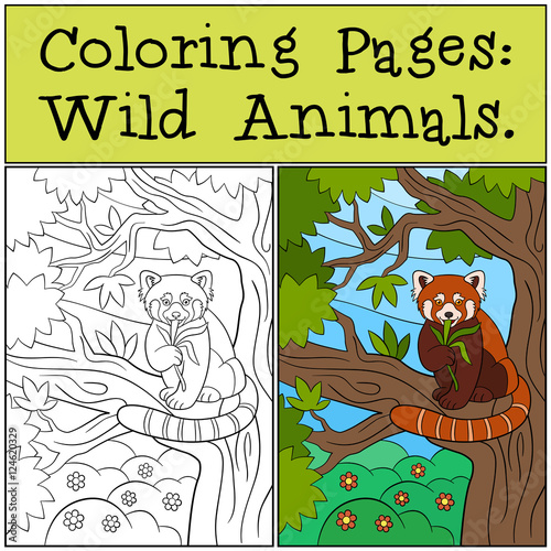 Fototapeta Naklejka Na Ścianę i Meble -  Coloring Pages: Wild Animals. Little cute red panda eats leaves.