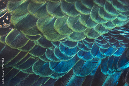 Beautiful peacock feathers, Green Peacock Bird's Feathers in the close up details