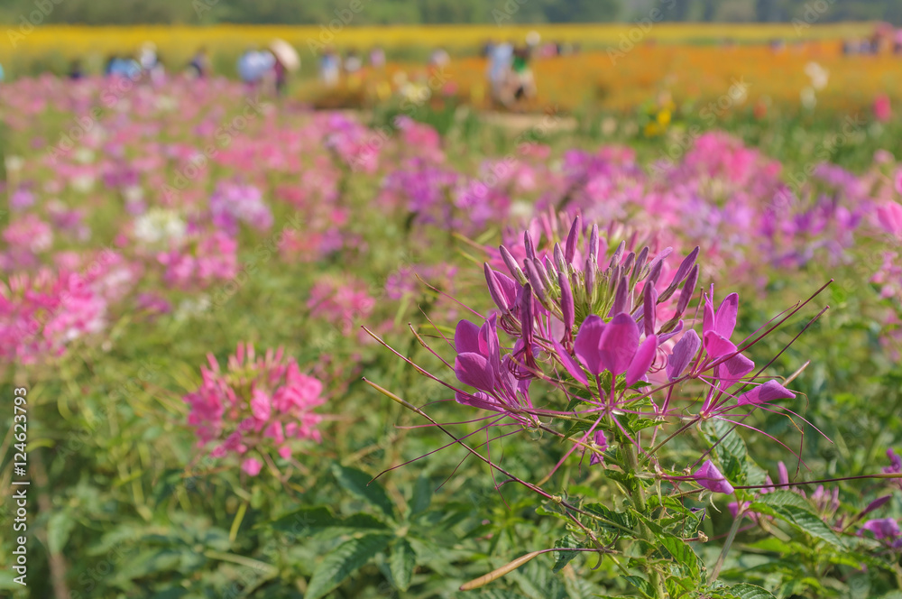 Obraz premium Field of Blooming Flowers