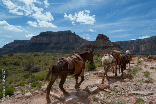 Mules ascending the Grand Canyon