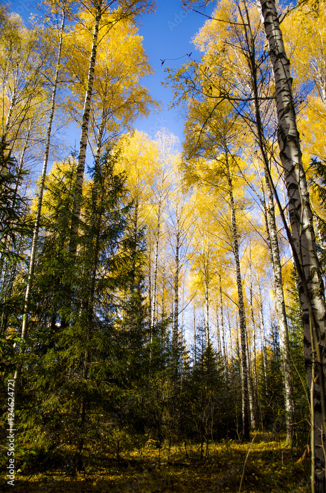 Fototapeta premium Autumn forest