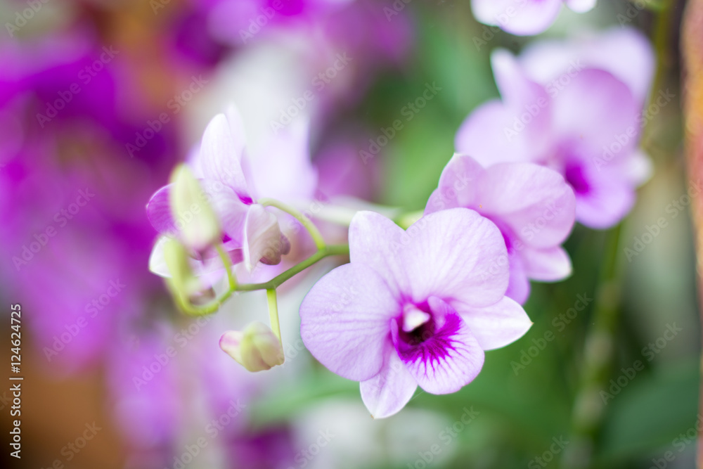 .orchid