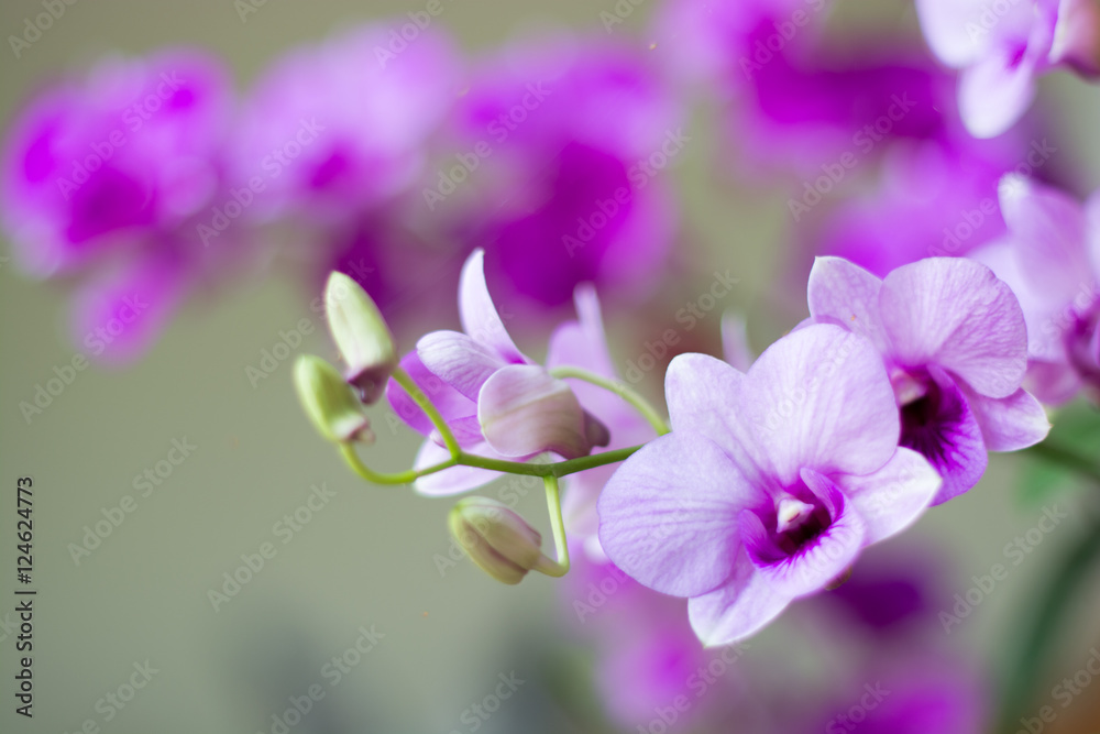 .orchid