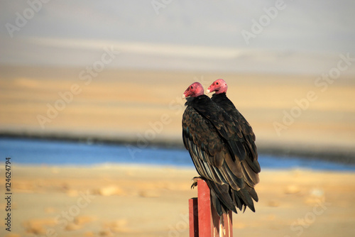 Two turkey vultures sitting on a post in the Paracas nature reserve in Peru