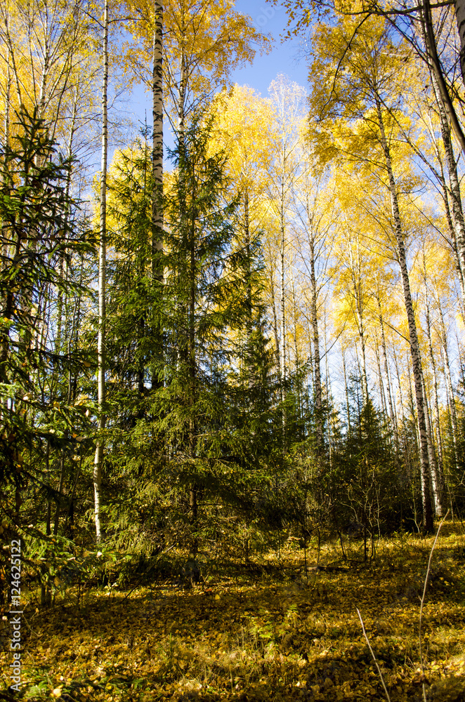 Indian summer in the forest