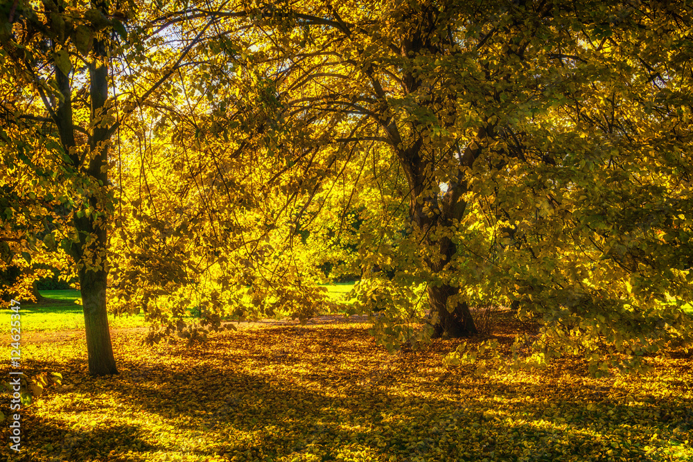 Beautiful colorful autumn.