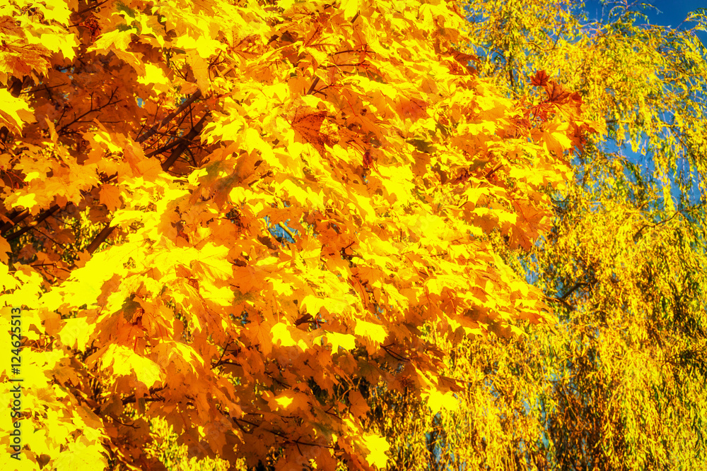 Beautiful colorful autumn. Beautiful colorful autumn.