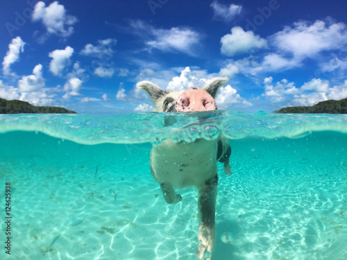 Wild, swimming pig on Big Majors Cay in The Bahamas