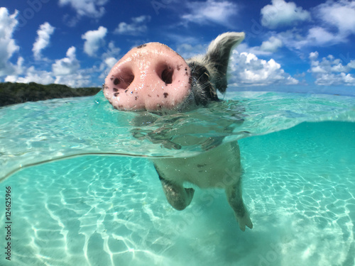 Wild, swimming pig on Big Majors Cay in The Bahamas