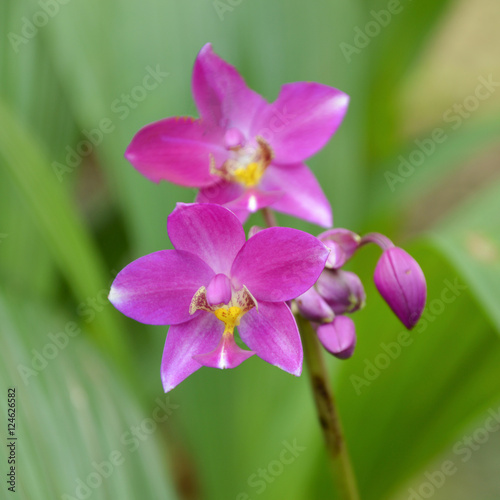 Orchid