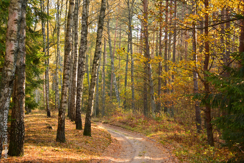 Dirt road in autumn forest