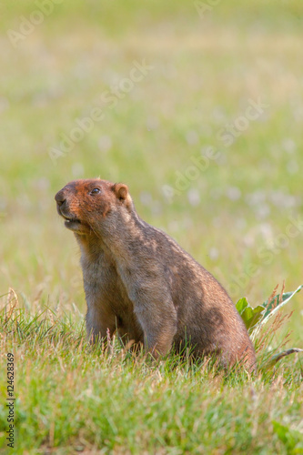 beautiful marmots on the green meadow