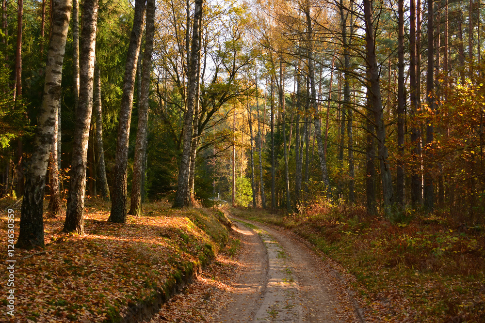 Fototapeta premium Dirt road in autumn forest
